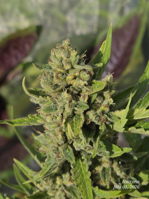 Wedding Cake auto  2026 Outside Grow. Week 6