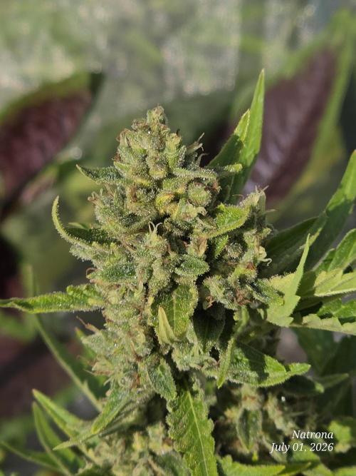 Wedding Cake auto  2026 Outside Grow. Week 6