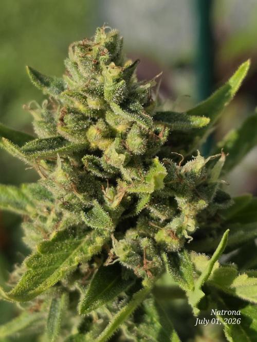 Wedding Cake auto  2026 Outside Grow. Week 6