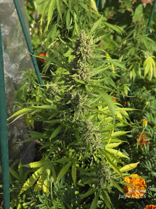 Wedding Cake auto  2026 Outside Grow. Week 6