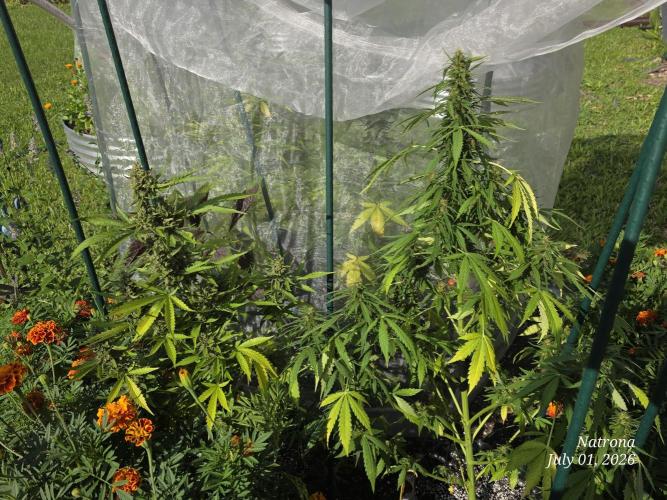 Wedding Cake auto  2026 Outside Grow. Week 6