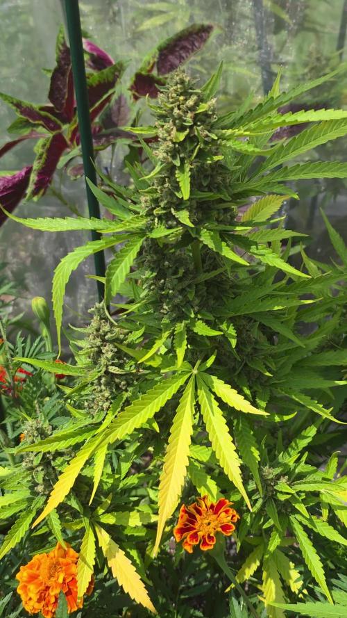 Wedding Cake auto  2026 Outside Grow