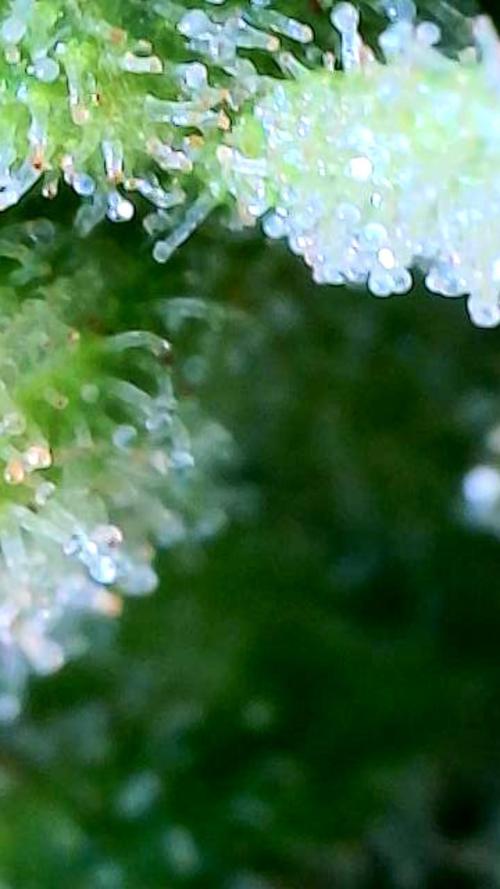 Wedding Cake auto  2026 Outside Grow. Week 6