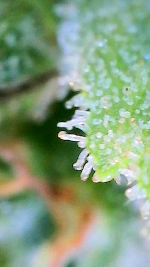 Wedding Cake auto  2026 Outside Grow. Week 6