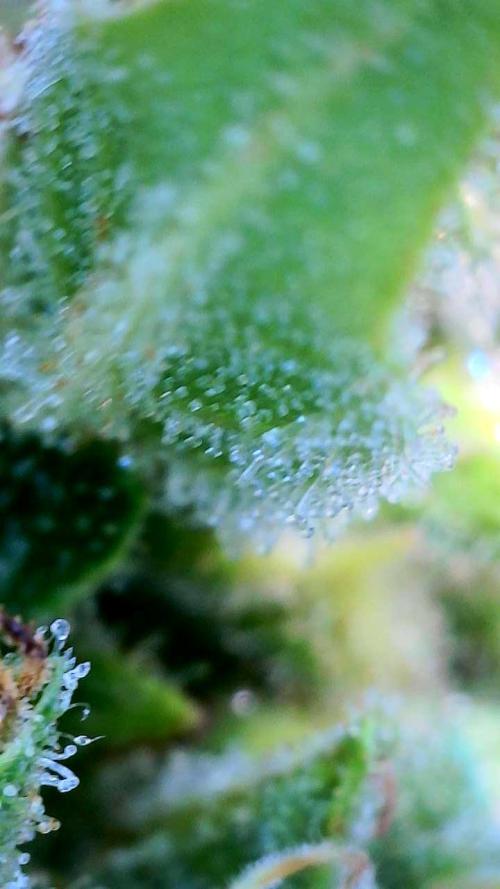 Wedding Cake auto  2026 Outside Grow. Week 6