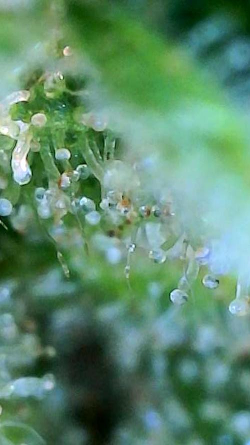 Wedding Cake auto  2026 Outside Grow. Week 6