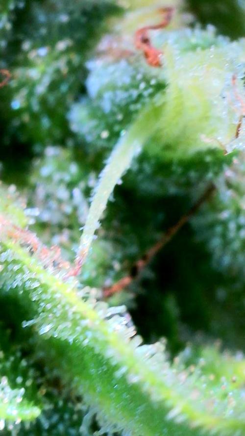 Wedding Cake auto  2026 Outside Grow. Week 6