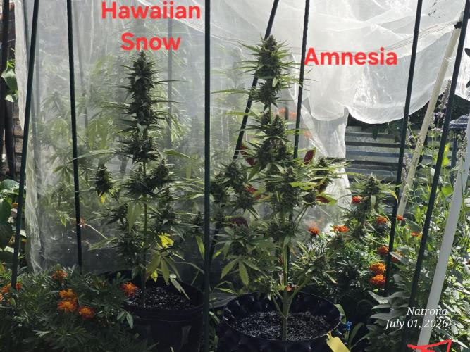 Amnesia auto Outside 2026 SeedSupreme. Week 9
