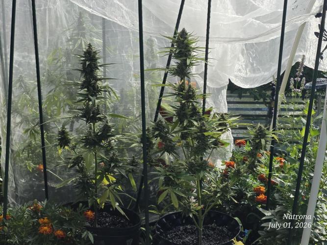 Amnesia auto Outside 2026 SeedSupreme. Week 9
