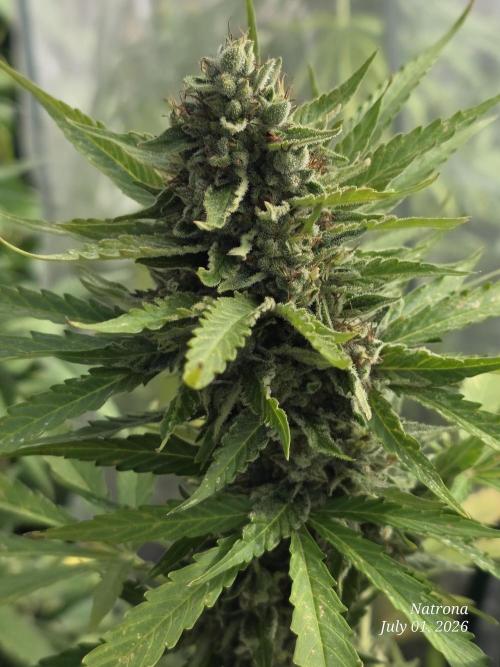 Amnesia auto Outside 2026 SeedSupreme. Week 9