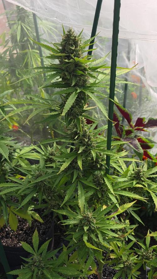 Amnesia auto Outside 2026 SeedSupreme