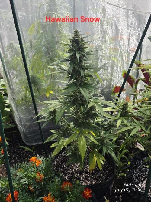 Whorled Phyllotaxy-Hawaiian Snow auto. Week 8