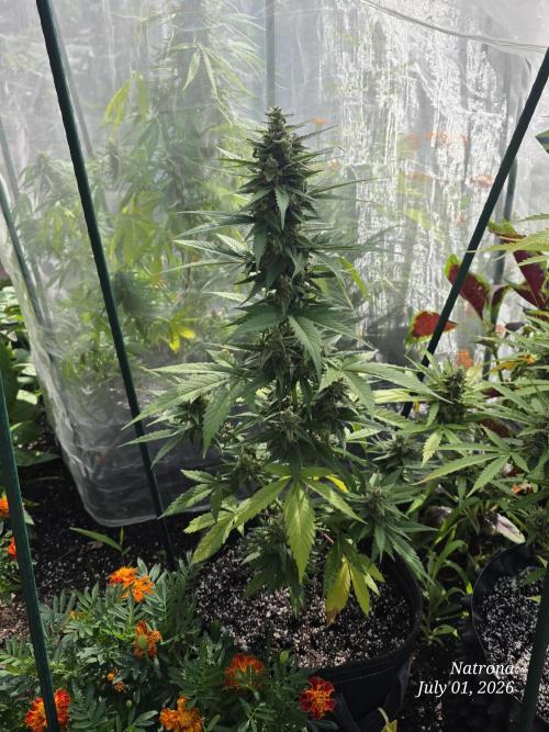 Whorled Phyllotaxy-Hawaiian Snow auto. Week 8