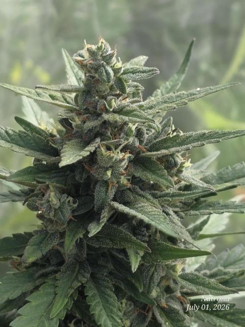 Whorled Phyllotaxy-Hawaiian Snow auto. Week 8