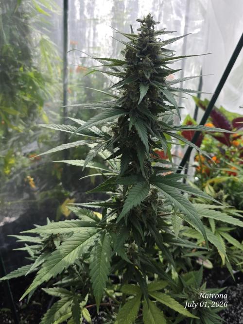 Whorled Phyllotaxy-Hawaiian Snow auto. Week 8