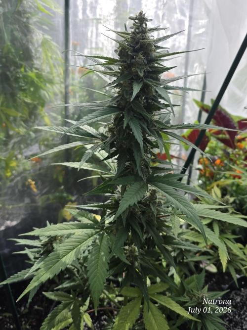Whorled Phyllotaxy-Hawaiian Snow auto. Week 8