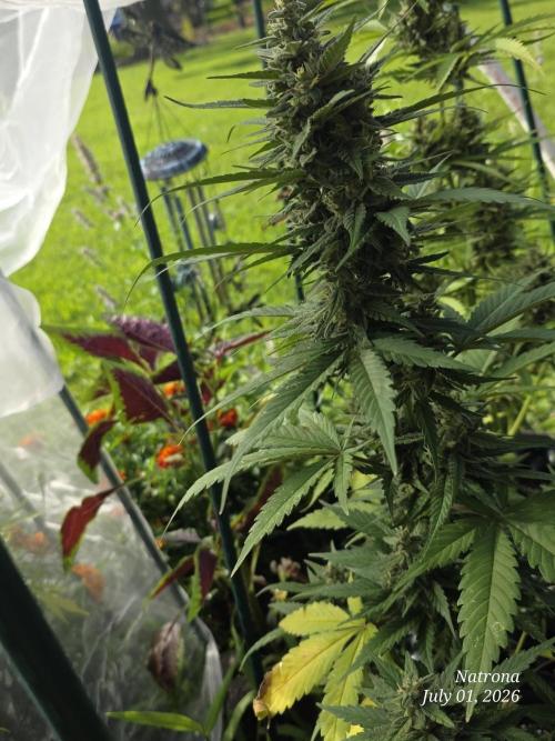 Whorled Phyllotaxy-Hawaiian Snow auto. Week 8