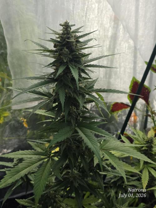 Whorled Phyllotaxy-Hawaiian Snow auto. Week 8