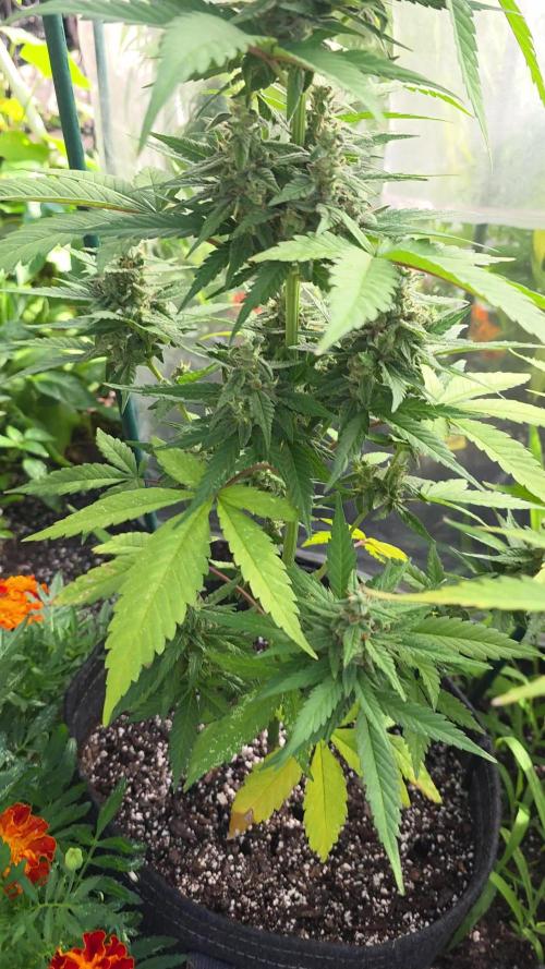 Whorled Phyllotaxy-Hawaiian Snow auto