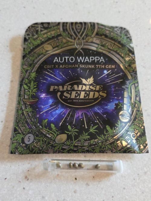 Auto Wappa. Week 0