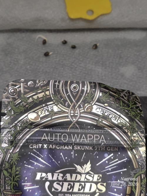 Auto Wappa. Week 0