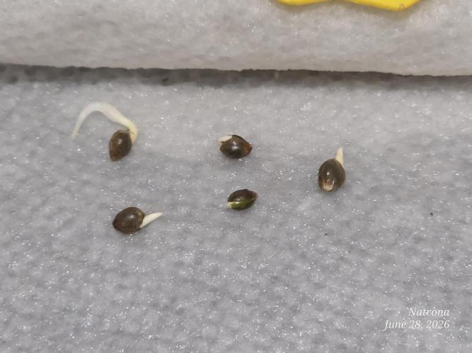 Auto Wappa. Week 0