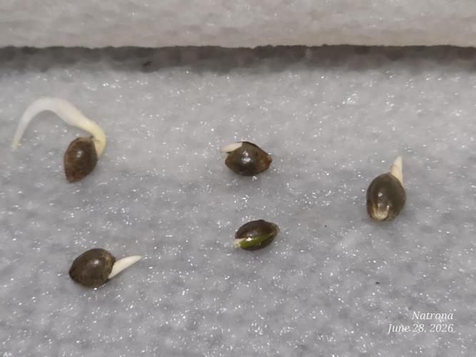 Auto Wappa. Week 0
