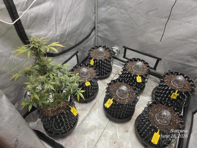 Auto Wappa. Week 0