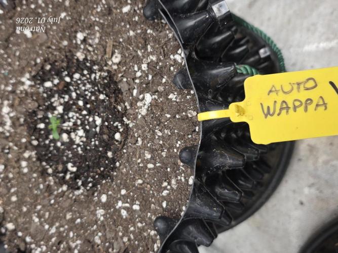 Auto Wappa. Week 0