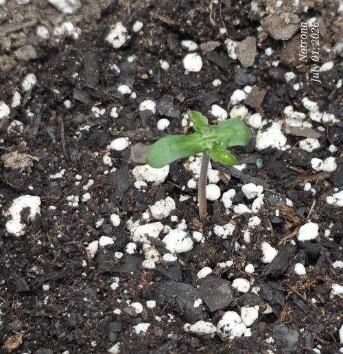 Auto Wappa. Week 0
