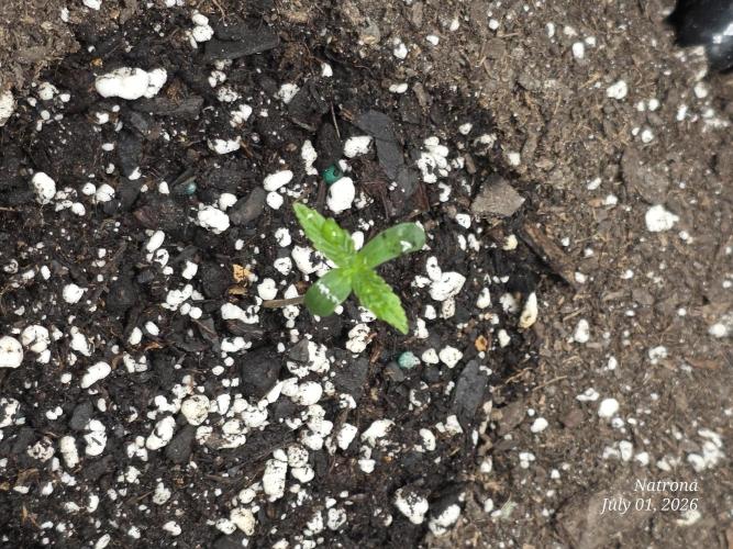 Auto Wappa. Week 0