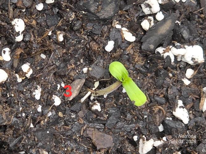 Auto Wappa. Week 0