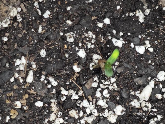Auto Wappa. Week 0