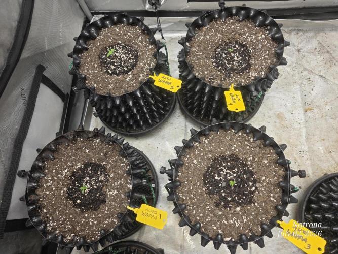 Auto Wappa. Week 0