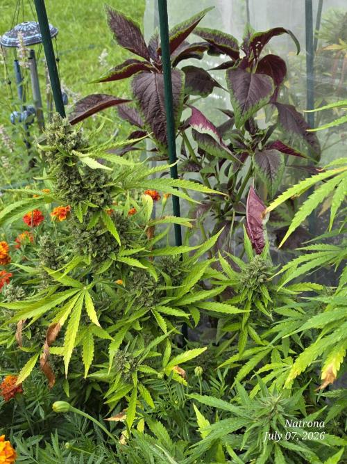 Wedding Cake auto  2026 Outside Grow. Week 7