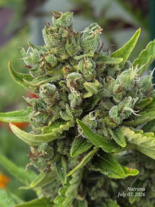 Wedding Cake auto  2026 Outside Grow. Week 7