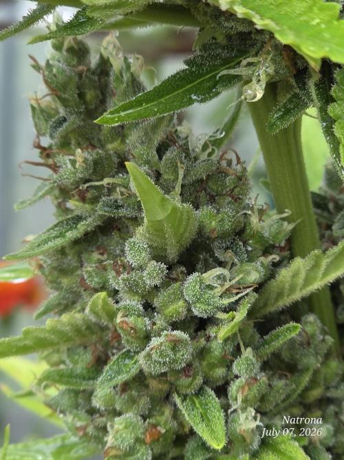 Wedding Cake auto  2026 Outside Grow. Week 7