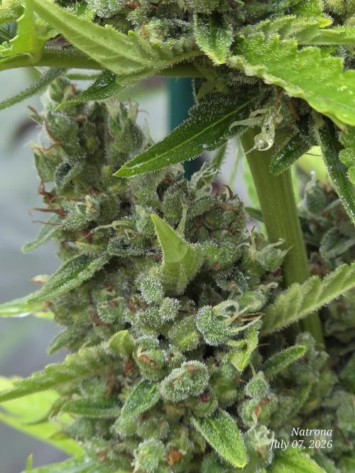 Wedding Cake auto  2026 Outside Grow. Week 7