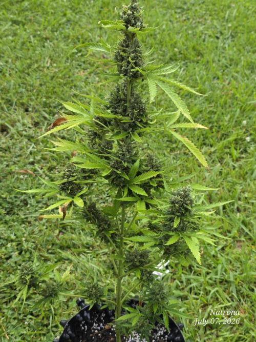 Wedding Cake auto  2026 Outside Grow. Week 7