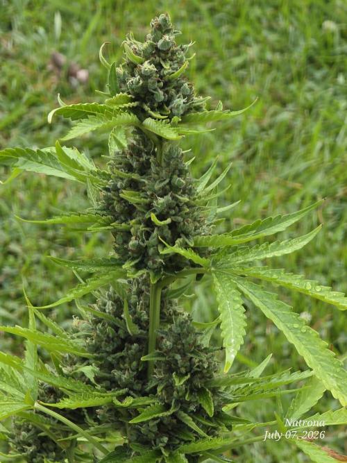 Wedding Cake auto  2026 Outside Grow. Week 7
