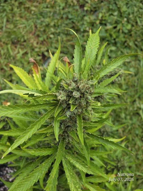 Wedding Cake auto  2026 Outside Grow. Week 7