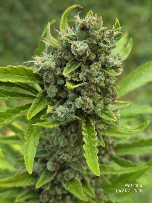 Wedding Cake auto  2026 Outside Grow. Week 7