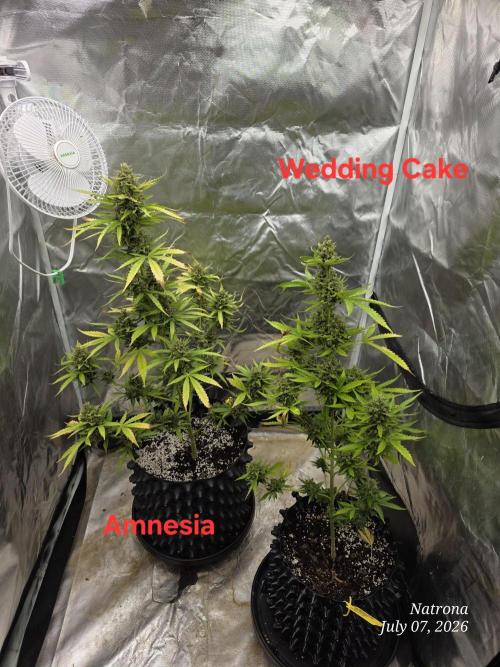 Wedding Cake auto  2026 Outside Grow. Week 7