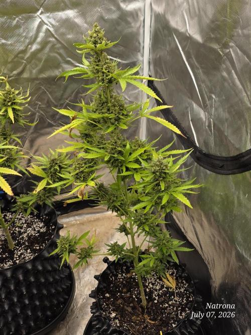 Wedding Cake auto  2026 Outside Grow. Week 7
