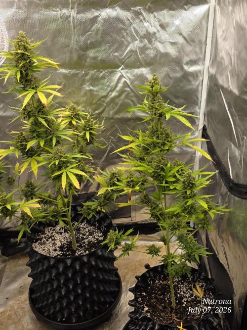 Wedding Cake auto  2026 Outside Grow. Week 7