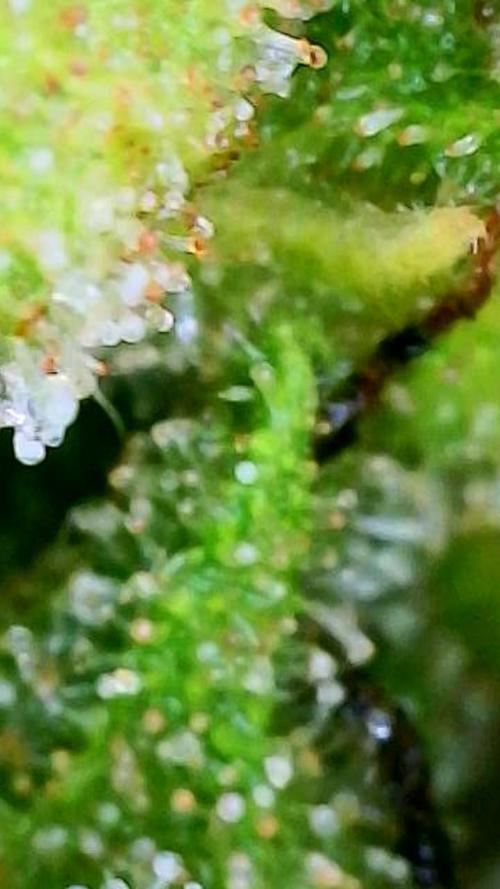 Wedding Cake auto  2026 Outside Grow. Week 7