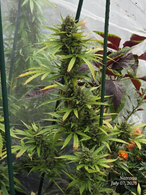 Amnesia auto Outside 2026 SeedSupreme. Week 10