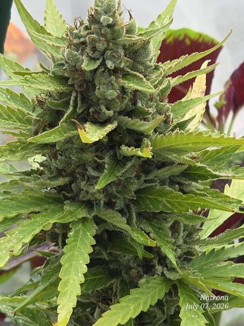 Amnesia auto Outside 2026 SeedSupreme. Week 10