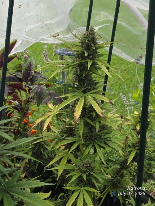 Amnesia auto Outside 2026 SeedSupreme. Week 10