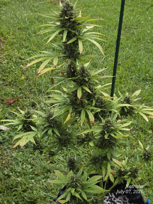 Amnesia auto Outside 2026 SeedSupreme. Week 10